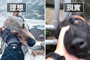 模仿網美拍照…自家狼犬卻「驚恐到模糊」　鏟屎官淚：網美與網黴的差別
