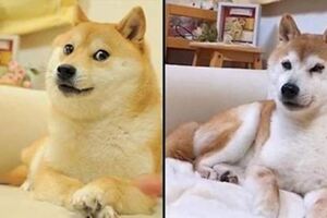 一代梗圖狗「Doge」已經這麼老...牠會永遠活在meme中