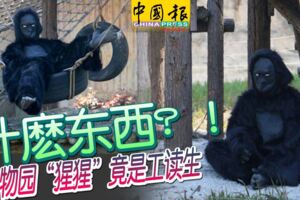 花180看假的？什麼東西？-動物園猩猩竟是工讀生!