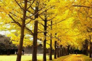 【關東紅葉】關東賞楓！東京近郊、日光紅葉景點大特搜