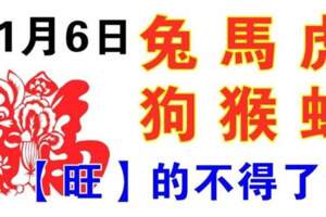 11月6日生肖運勢_兔、馬、虎大吉