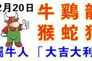 2月20日生肖運勢_牛、雞、龍大吉