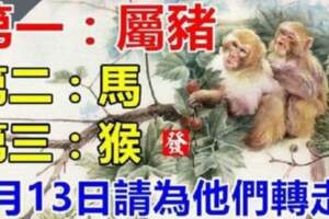 （豬，馬，猴）5月13日請為他們轉走