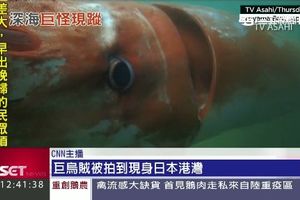 電影演真的！深海「巨烏賊」現身港口　慘被烘成魷魚乾分食