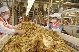 你還敢抽菸嗎？？卷菸廠內部人員爆出驚天的秘密！！