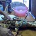 龍蝦好可憐 被凌遲到死才煮來吃How a live lobster is split