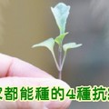 家家都能種的4種抗病植物