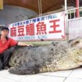 老字號動物園關門讓老闆忍痛送走養了31年的「鱷魚王」，聽到牠要去的地方網友都覺得很憂心啊…