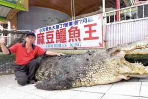 老字號動物園關門讓老闆忍痛送走養了31年的「鱷魚王」，聽到牠要去的地方網友都覺得很憂心啊…