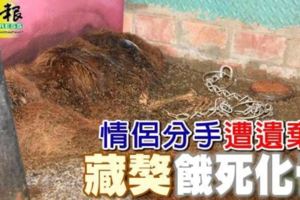 情侶分手遭遺棄藏獒餓死化骨