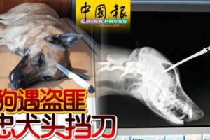 遛狗遇盜匪忠犬頭擋刀！為了護主它們甘願拼上性命！