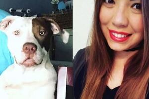 2比特犬發狂攻擊女飼主警當場擊斃