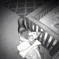 監視器拍到「狗姊姊在半夜2點溜進寶寶房」，接著的畫面證明父母沒有把狗狗送走是正確的決定！