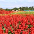 花都開好了！花蓮絕美4花海現身