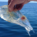 男子海釣時居然釣上來一隻透明得像果凍的生物，牠像魚，像蝦，又像水母….大家紛紛好奇猜測，卻無人知道真相…..