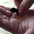 這個男子發現一隻熊蜂誤闖家裡後給牠餵食了蜂蜜…放生前牠竟然對男子做出超酷的動作！