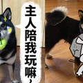 主人卻不理睬…柴犬竟然直接「開大絕」啦！！不能小看...