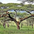坦尚尼亞公園現奇觀 獅子扎堆集體樹上小憩 !