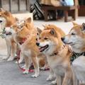 伊勢神宮可愛柴犬大集合，你知道暖心的「祈福犬」由來嗎？