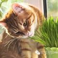 對貓咪有毒的植物有哪些？貓咪誤食毒性植物怎麼辦？