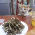 貓咪看見桌子有心愛的小魚乾，但它的爪子太短夠不到，然後就~