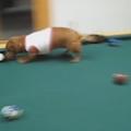 一隻愛玩撞球的臘腸犬：球桌就是本汪的主場！