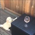 好奇狗狗總想啃桌上的酒杯，無奈腿短只有另尋目標