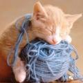 警告！你知道貓咪都喜歡玩線繩吧？可這會害了牠們！