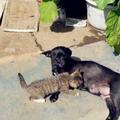 狗媽媽在曬太陽，結果小貓咪來偷喝它的奶，讓其一臉懵圈：耍流氓啊！  