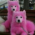 為了遊客拍照將小狗染成粉色，長大之後丟到森林