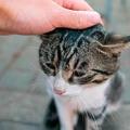 貓咪為什麼喜歡被撫摸？又為什麼會突然翻臉抓人？