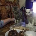 貓咪偷吃烤雞當場被抓，於是它趕緊把烤雞往嘴裡塞，太逗了