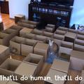 貓奴用紙箱打造「五十道迷宮」，喵主子可以玩到天昏地暗啦！