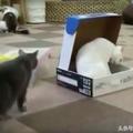 白貓坐在盒子玩耍，黑貓走過去直接坐了下來，讓人笑噴！