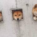 3隻狗狗被卡在牆上，路人想上前拯救，看到提示語紛紛笑著走開