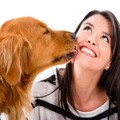 為何狗狗喜歡舔人？原來它這個動作是想告訴你這些事！