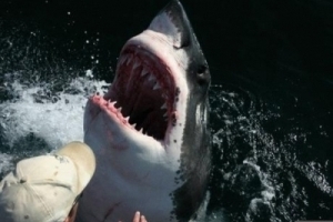 漁夫好心放生大白鯊,沒想到大白鯊竟做出這種事!