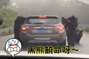 攔路搶劫！4黑熊圍堵遊客車要食物！