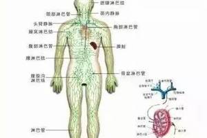 【醫學健康】！人體三處淋巴決定生死！學會淋巴按摩，隨時隨地救命！