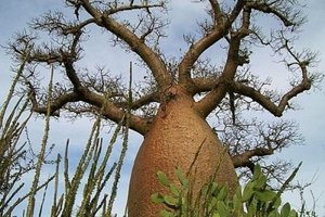 能救命的植物 外觀像大花瓶莖內存水兩噸多