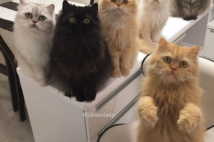 日本網友養了12隻波斯貓成為『全職鏟屎官』，貓奴們看到她的照片都羨慕不已！