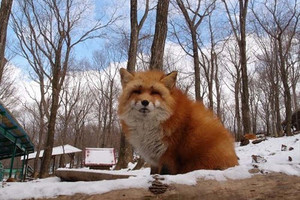 揭秘日本神秘「狐狸村」：遍地動物不怕人 !