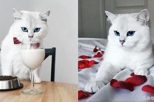藍眼珠的白貓每天化著灰黑色眼線，像是漫畫中走出來的動物一樣 !