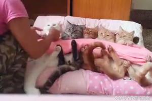 主人非要5隻貓咪蓋著被子排排睡，幾秒後就被貓咪打臉了