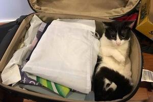 把拔要出差？我們一起啊！貓咪把自己塞進行李箱，手手都折好了！