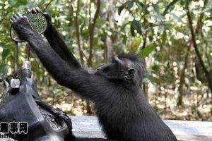 成精啦！猴子搶行人摩托車竟為這個 ！