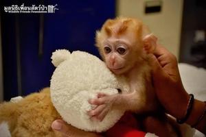 小猴子哭著要找媽媽，給它一個玩具熊抱著才安靜下來 !