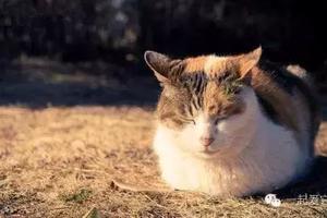 寵知識 | 貓咪為什麼喜歡曬太陽？
