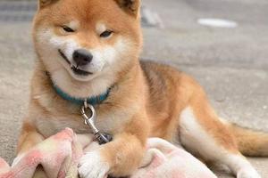 這隻橘色日本柴犬可還行？簡直是個「表情帝」，鏡頭感太強了吧？