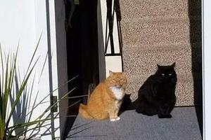 這是所有黑貓的悲傷，明明是只貓卻被當成了影子